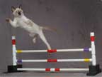 Athletic Tonkinese