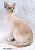 Tonkinese Cat