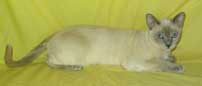 Tonkinese Cat
