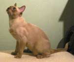 Tonkinese Cat