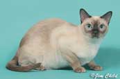 Tonkinese Cat