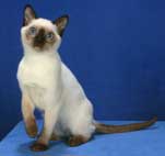 Tonkinese Kitten