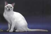 onkinese Cat