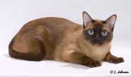 Tonkinese Cat