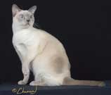 Tonkinese Cat