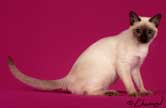 Tonkinese Cat