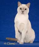 Tonkinese Cat