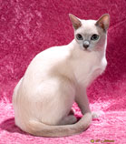 Tonkinese Cat