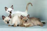 Tonkinese Colors
