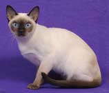 Tonkinese Cat