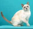 Tonkinese Photo