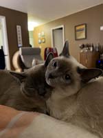 img_068