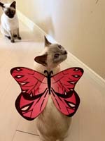 img_065jpeg